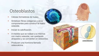 Osteoblastos
 Células formadoras de hueso.
 Sintetizan fibras colágenas y otros
componentes para construir la matriz
osteoide.
 Inician la calcificación.
 A medida que se rodean a si mismos
con matriz osteoide, van quedando
atrapados y se convierten en osteocitos.
 Producen una hormona llamada
osteocalcina.
 