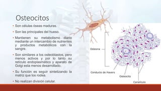 Osteocitos
• Son células óseas maduras.
• Son las principales del hueso.
• Mantienen su metabolismo diario
mediante un intercambio de nutrientes
y productos metabólicos con la
sangre.
• Son similares a los osteoblastos, pero
menos activos y por lo tanto su
retículo endoplasmático y aparato de
Golgi esta menos desarrollado.
• Su función es seguir sintetizando la
matriz que los rodea.
• No realizan división celular.
 