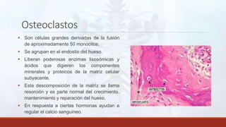 Osteoclastos
 Son células grandes derivadas de la fusión
de aproximadamente 50 monocitos.
 Se agrupan en el endostio del hueso.
 Liberan poderosas enzimas lisosómicas y
ácidos que digieren los componentes
minerales y proteicos de la matriz celular
subyacente.
 Esta descomposición de la matriz se llama
resorción y es parte normal del crecimiento,
mantenimiento y reparación del hueso.
 En respuesta a ciertas hormonas ayudan a
regular el calcio sanguíneo.
 