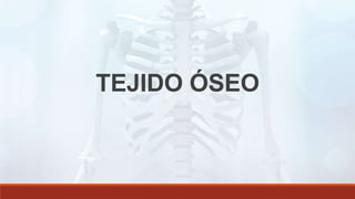 TEJIDO ÓSEO
 