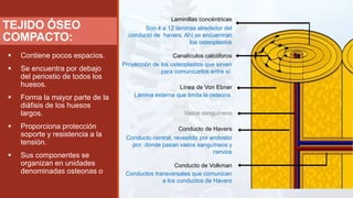 TEJIDO ÓSEO
COMPACTO:
 Contiene pocos espacios.
 Se encuentra por debajo
del periostio de todos los
huesos.
 Forma la mayor parte de la
diáfisis de los huesos
largos.
 Proporciona protección
soporte y resistencia a la
tensión.
 Sus componentes se
organizan en unidades
denominadas osteonas o
Laminillas concéntricas
Son 4 a 12 láminas alrededor del
conducto de havers. Ahí se encuentran
los osteoplastos
Canalículos calcóforos
Proyección de los osteoplastos que sirven
para comunicarlos entre sí.
Línea de Von Ebner
Lámina externa que limita la osteona.
Vasos sanguíneos
Conducto de Havers
Conducto central, revestido por endostio
por donde pasan vasos sanguíneos y
nervios
Conducto de Volkman
Conductos transversales que comunican
a los conductos de Havers
 
