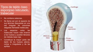 Tipos de tejido óseo
esponjoso reticulado,
trabecular
 No contiene osteonas.
 Se llama así por el aspecto de
sus láminas dispuestas en una
red irregular de columnas
delgadas llamadas trabéculas.
 Los espacios entre las
trabéculas hacen más livianos
a los huesos y pueden llenarse
de médula ósea roja.
 Constituye la mayor parte del
tejido de los huesos planos,
cortos e irregulares y de las
epífisis
 