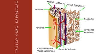TEJIDO
ÓSEO
ESPONJOSO
 