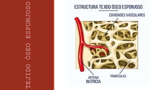 TEJIDO
ÓSEO
ESPONJOSO
 