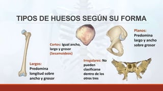 TIPOS DE HUESOS SEGÚN SU FORMA
Planos:
Predomina
largo y ancho
sobre grosor
Cortos: Igual ancho,
largo y grosor
(Sesamoideos)
Irregulares: No
pueden
clasificarse
dentro de los
otros tres
Largos:
Predomina
longitud sobre
ancho y grosor
 