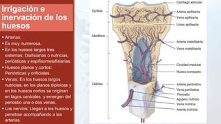 Irrigación e
inervación de los
huesos
 Arterias:
 Es muy numerosa.
 En los huesos largos tres
sistemas: Diafisiarias o nutricias,
periósticas y espifisometafisiarias.
 Huesos planos y cortos:
Periósticas y orificiales.
 Venas: En los huesos largos
nutricias, en los planos diploicas y
en los huesos cortos se originan
en lagos centrales y emergen del
periostio una o dos venas.
 Los nervios: Llegan a los huesos y
penetran acompañando a las
arterias.
 