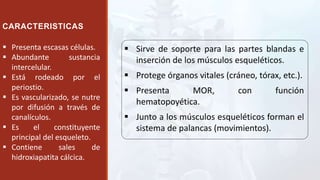  Sirve de soporte para las partes blandas e
inserción de los músculos esqueléticos.
 Protege órganos vitales (cráneo, tórax, etc.).
 Presenta MOR, con función
hematopoyética.
 Junto a los músculos esqueléticos forman el
sistema de palancas (movimientos).
 Presenta escasas células.
 Abundante sustancia
intercelular.
 Está rodeado por el
periostio.
 Es vascularizado, se nutre
por difusión a través de
canalículos.
 Es el constituyente
principal del esqueleto.
 Contiene sales de
hidroxiapatita cálcica.
CARACTERISTICAS
 