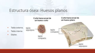 Estructura ósea: Huesos planos
 Tabla externa.
 Tabla interna.
 Diploe.
 