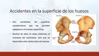 Accidentes en la superficie de los huesos
 Son accidentes de superficie
característicos que les permiten
adaptarse a funciones específicas.
 Muchos de ellos no están presentes al
momento del nacimiento, sino que se
desarrollan ante ciertos tipos de fuerzas.
 