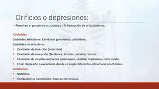 Orificios o depresiones:
Permiten el pasaje de estructuras o la formación de articulaciones.
Cavidades:
Cavidades articulares: Cavidades glenoideas, cotiloideas.
Cavidades no articulares:
 Cavidades de inserción (músculos)
 Cavidades de recepción (Tendones, arterias, nervios). Surcos.
 Cavidades de ampliación (Senos paranasales, celdillas mastoideas, oído medio.
 Fosa: Depresión o excavación donde se alojan diferentes estructuras anatómicas.
Forámenes:
 Nutricios.
 Conducción o transmisión: Paso de estructuras.
 