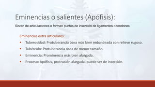 Eminencias o salientes (Apófisis):
Sirven de articulaciones o forman puntos de inserción de ligamentos o tendones
Eminencias extra articulares:
 Tuberosidad: Protuberancia ósea más bien redondeada con relieve rugoso.
 Tubérculo: Protuberancia ósea de menor tamaño.
 Eminencia: Prominencia más bien alargada.
 Proceso: Apófisis, protrusión alargada, puede ser de inserción.
 