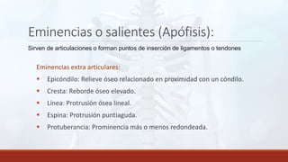 Eminencias o salientes (Apófisis):
Sirven de articulaciones o forman puntos de inserción de ligamentos o tendones
Eminencias extra articulares:
 Epicóndilo: Relieve óseo relacionado en proximidad con un cóndilo.
 Cresta: Reborde óseo elevado.
 Línea: Protrusión ósea lineal.
 Espina: Protrusión puntiaguda.
 Protuberancia: Prominencia más o menos redondeada.
 