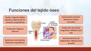 Funciones del tejido óseo
Sostén: Soporte tejidos
blandos y fijación de los
músculos esqueléticos
Protección: Órganos
internos
Asistencia movimientos:
Músculos esqueléticos
Homeostasia mineral:
Almacena y libera
minerales
Producción de células
sanguíneas: Médula ósea
roja
Almacenamiento de
triglicéridos: Médula ósea
amarilla
 