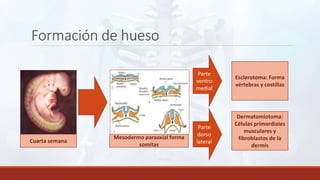 Formación de hueso
Cuarta semana
Mesodermo paraaxial forma
somitas
Parte
ventro
medial
Parte
dorso
lateral
Esclerotoma: Forma
vértebras y costillas
Dermatomiotoma:
Células primordiales
musculares y
fibroblastos de la
dermis
 