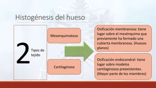 Histogénesis del hueso
2Tipos de
tejido
Mesenquimatoso
Cartilaginoso
Osificación membranosa: tiene
lugar sobre el mesénquima que
previamente ha formado una
cubierta membranosa. (Huesos
planos)
Osificación endocondral: tiene
lugar sobre modelos
cartilaginosos preexistentes.
(Mayor parte de los miembros)
 