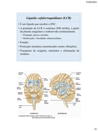 02. Anatomia e Fisiologia do Sistema nervoso | PDF