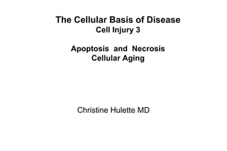 The cellular basis of disease cell injury apoptosis and necrosis | PDF