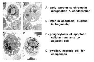 The cellular basis of disease cell injury apoptosis and necrosis | PDF