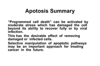 The cellular basis of disease cell injury apoptosis and necrosis | PDF