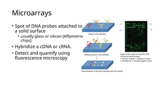 Embryology 02. Chromosomal Abnormalities.pptx