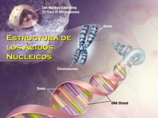 Estructura deEstructura de
los Ácidoslos Ácidos
NucleicosNucleicos
 