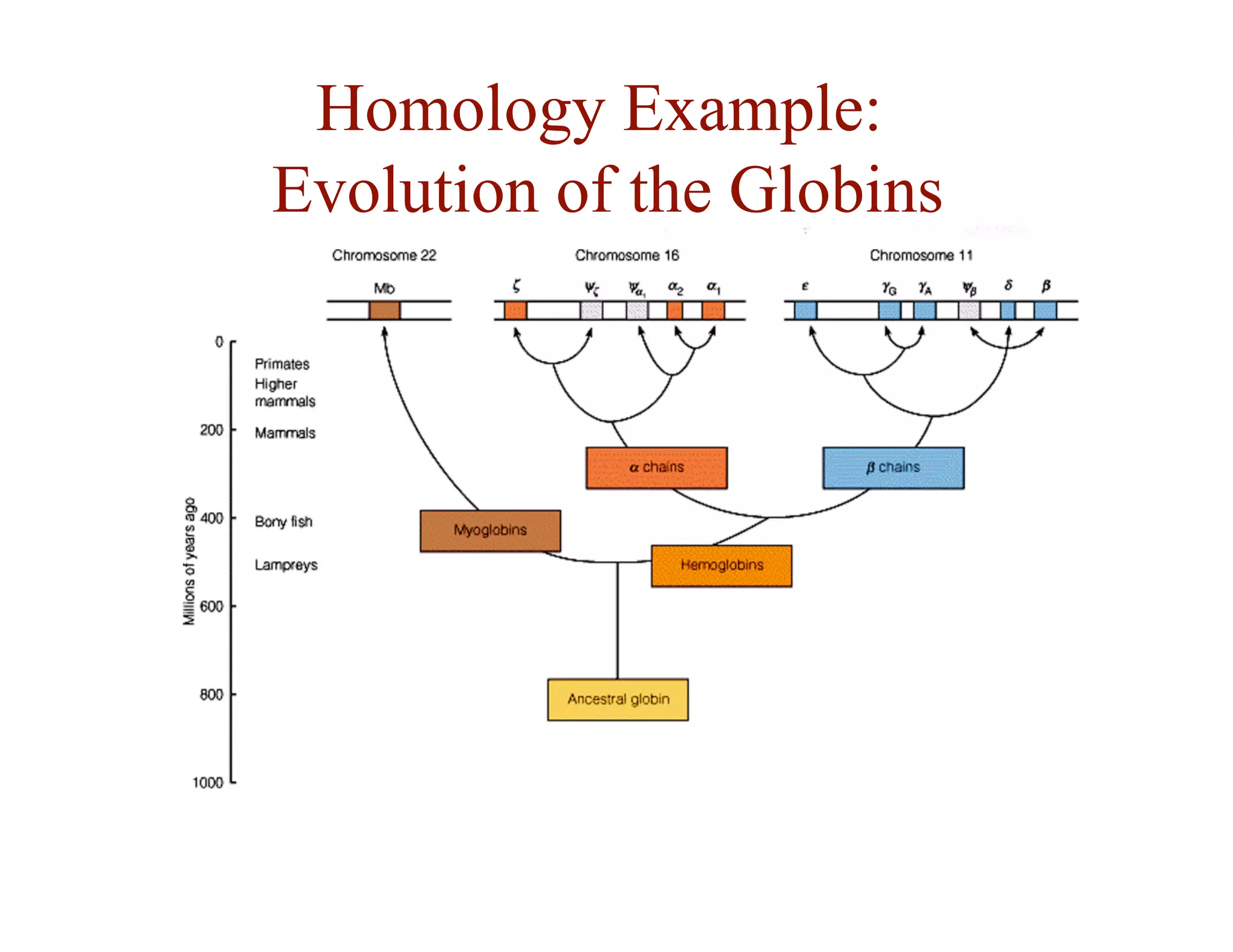 Homology Example:
Evolution of the Globins
 