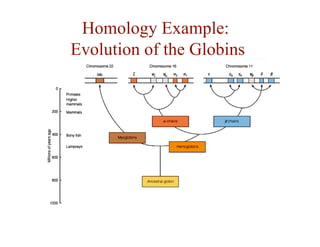 Homology Example:
Evolution of the Globins
 