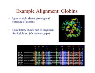 Example Alignment: Globins
• figure at right shows prototypical
structure of globins
• figure below shows part of alignment
for 8 globins (-’s indicate gaps)
 