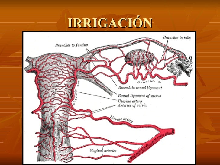Irrigacion De Los Genitales Externos Femeninos es.slideshare.net