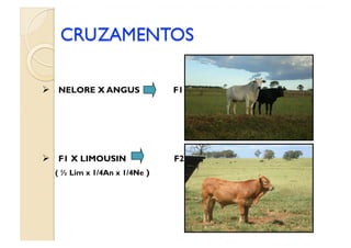   NELORE X ANGUS             F1




  F1 X LIMOUSIN              F2
  ( ½ Lim x 1/4An x 1/4Ne )
 