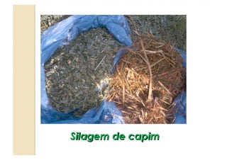 Silagem de capim
 