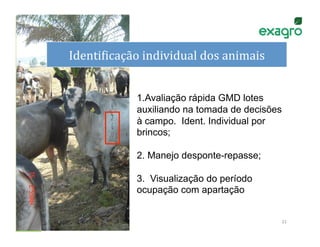 dS
     IdentiNicação	
  individual	
  dos	
  animais
                                                 	
  


                     1.  valiação rápida GMD lotes
                       A
                     auxiliando na tomada de decisões
                     à campo. Ident. Individual por
                     brincos;

                     2. Manejo desponte-repasse;

                     3. Visualização do período
                     ocupação com apartação


                                                        21	
  
 