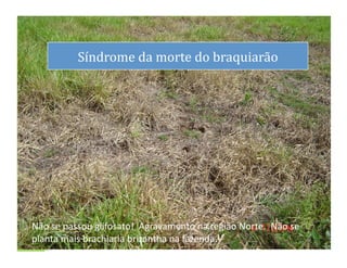 dS
                Síndrome	
  da	
  morte	
  do	
  braquiarão	
  




Não	
  se	
  passou	
  glifosato!	
  	
  Agravamento	
  na	
  região	
  Norte.	
  	
  Não	
  se	
  
planta	
  mais	
  brachiaria	
  brizantha	
  na	
  fazenda.	
                                         8	
  
 