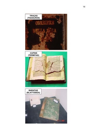 16
TRAÇAS
(TISANUROS)
CUPINS
(TERMITAS)
BARATAS
(BLATTOIDEA)
 