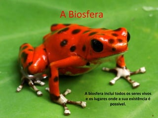 8 
A Biosfera 
A biosfera inclui todos os seres vivos 
e os lugares onde a sua existência é 
possível. 
 