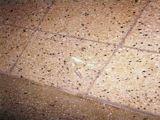 LOGOwww.themegallery.com
 