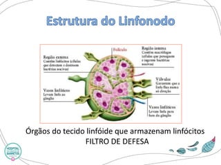 Órgãos do tecido linfóide que armazenam linfócitos 
FILTRO DE DEFESA  