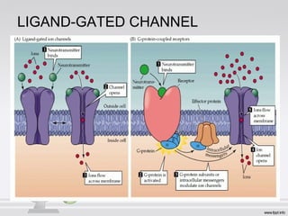 LIGAND-GATED CHANNEL
 