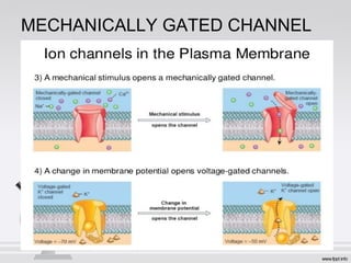 MECHANICALLY GATED CHANNEL
 