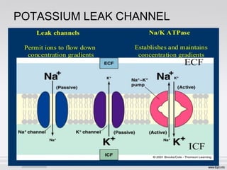 POTASSIUM LEAK CHANNEL
 