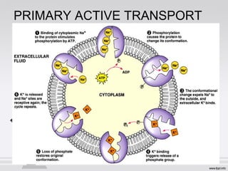 PRIMARY ACTIVE TRANSPORT
 