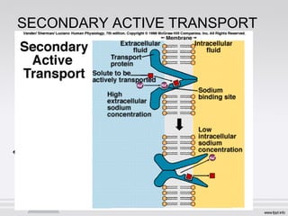 SECONDARY ACTIVE TRANSPORT
 