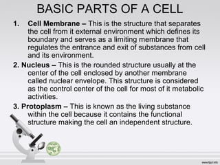 BASIC PARTS OF A CELL
1. Cell Membrane – This is the structure that separates
the cell from it external environment which defines its
boundary and serves as a limiting membrane that
regulates the entrance and exit of substances from cell
and its environment.
2. Nucleus – This is the rounded structure usually at the
center of the cell enclosed by another membrane
called nuclear envelope. This structure is considered
as the control center of the cell for most of it metabolic
activities.
3. Protoplasm – This is known as the living substance
within the cell because it contains the functional
structure making the cell an independent structure.
 