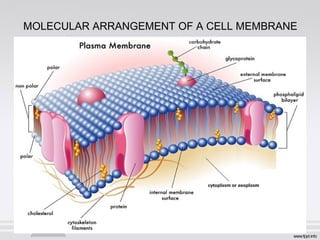 MOLECULAR ARRANGEMENT OF A CELL MEMBRANE
 