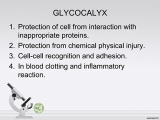 GLYCOCALYX
1. Protection of cell from interaction with
inappropriate proteins.
2. Protection from chemical physical injury.
3. Cell-cell recognition and adhesion.
4. In blood clotting and inflammatory
reaction.
 
