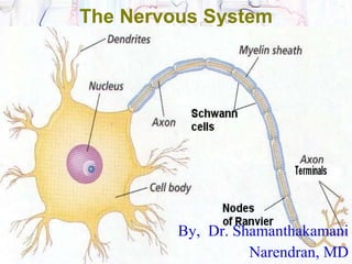 The Nervous System By,  Dr. Shamanthakamani Narendran, MD 