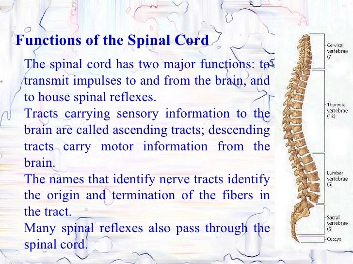 Central Nervous System.ppt