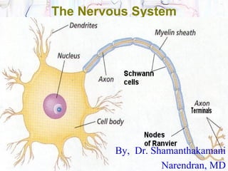 The Nervous System




         By, Dr. Shamanthakamani
                   Narendran, MD
 