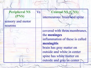 Peripheral NS    Vs         Central NS (CNS)
       (PNS)             interneurons: brain and spine
sensory and motor
neurons
                         covered with three membranes,
                         the meninges
                         inflammation of these is called
                         meningitis
                         brain has gray matter on
                         outside and white in center
                         spine has white matter on
                         outside and gray in center
 
