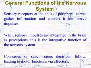 General Functions of the Nervous
           System
Sensory receptors at the ends of peripheral nerves
gather information and convert it into nerve
impulses.

When sensory impulses are integrated in the brain
as perceptions, this is the integrative function of
the nervous system.

Conscious or subconscious decisions follow,
leading to motor functions via effectors.
 